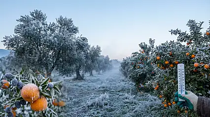 Milaslı Üreticilere Kritik Uyarı: Zirai Don Geliyor!