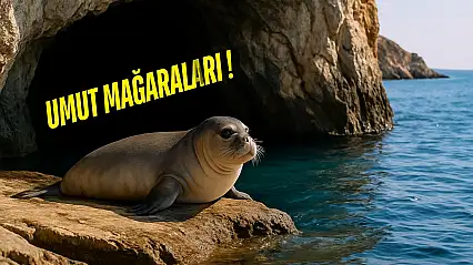 Nesli Tehlikede Olan Akdeniz Fokları Milas'ın Saklı Mağaralarında Yaşıyor