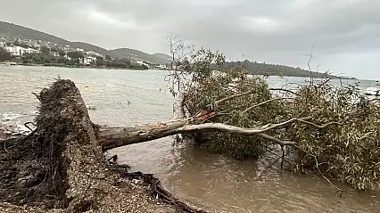 Şiddetli rüzgar Milas'ta çatı uçurdu, ağaç devirdi