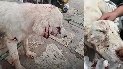 Milas Damliboğaz Mahallesi'nde bir köpek tüfekle vuruldu durumu kritik