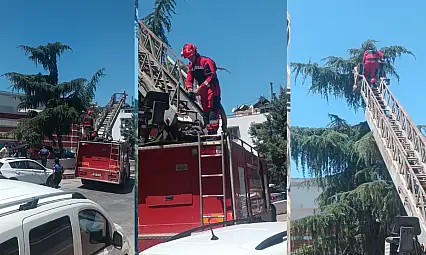 Milas'ta İtfaiyeden Kumru Kurtarma Operasyonu