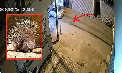 Milas'ta Oklu Kirpinin Ölümü Yürek Burktu