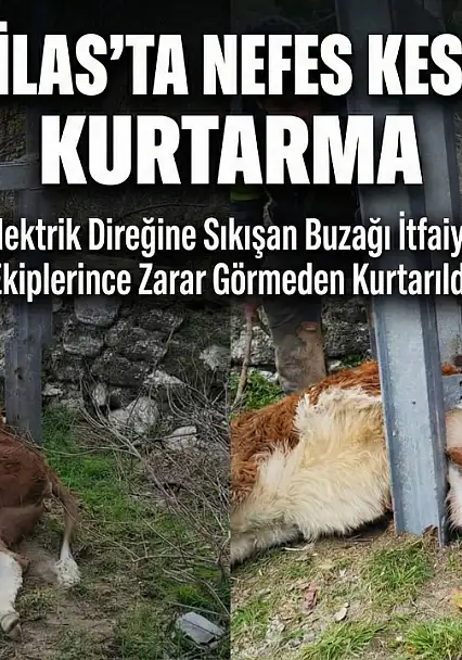 Milas'ta Elektrik Direğine Sıkışan Buzağı Kurtarıldı