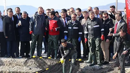 Pamuk Değil Balık Hasadı: Milas'ta Çipura Tarlaları Şaşırtıyor!