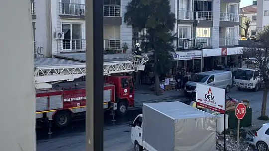 Milas'ta İki Günlük Esaret Son Buldu! İtfaiye, Ağaçta Mahsur Kalan Kediyi Kurtardı