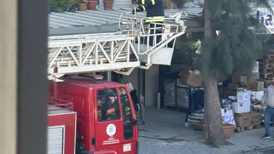 Milas'ta İki Günlük Esaret Son Buldu! İtfaiye, Ağaçta Mahsur Kalan Kediyi Kurtardı