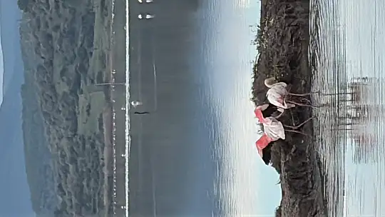 Milas Tuzla Sulak Alanı'nda Yürek Burkan Görüntüler: Flamingolar Yardım Bekliyor!