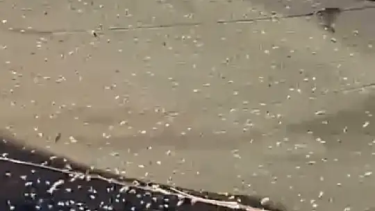 Sokak ortasında patlayan arı kovanı mahalleyi alarma geçirdi