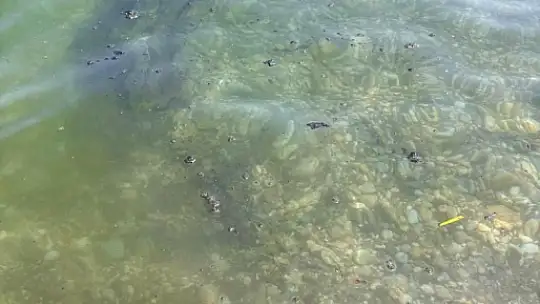 Muğla Ören'de Deniz Kirliliği Endişesi: Mazot Kokusu ve Pislik Yüzüyor
