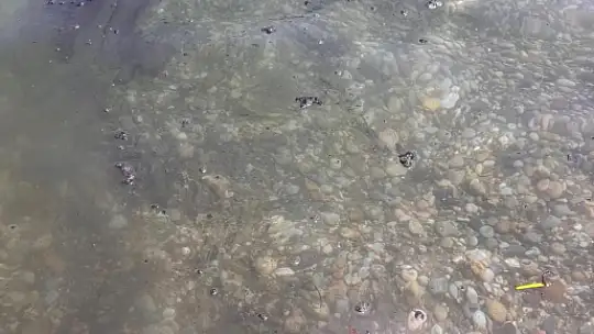 Muğla Ören'de Deniz Kirliliği Endişesi: Mazot Kokusu ve Pislik Yüzüyor