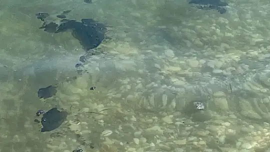 Muğla Ören'de Deniz Kirliliği Endişesi: Mazot Kokusu ve Pislik Yüzüyor