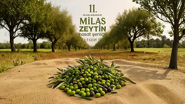 11. Uluslararası Milas Zeytin Hasat Şenliği başlıyor: Zeytinin başkentinden üç gün sürecek kutlama