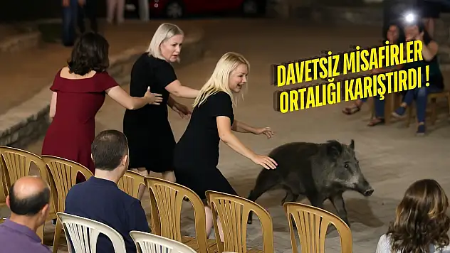 Bodrum'da yaban domuzları düğünü bastı halay yerine panik yaşandı