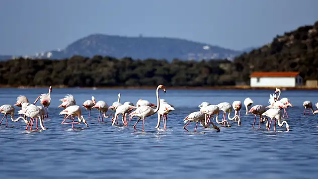 Filamingo cennetinde çevreciler eyleme hazırlanıyor