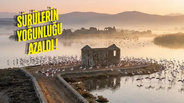 Flamingolar Tuzla Sulak Alanına Göç Etmeye Başladı