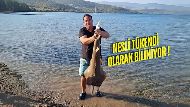 Güllük Körfezinde Biyolojik Mucize: Kemane Balığı Geri Döndü