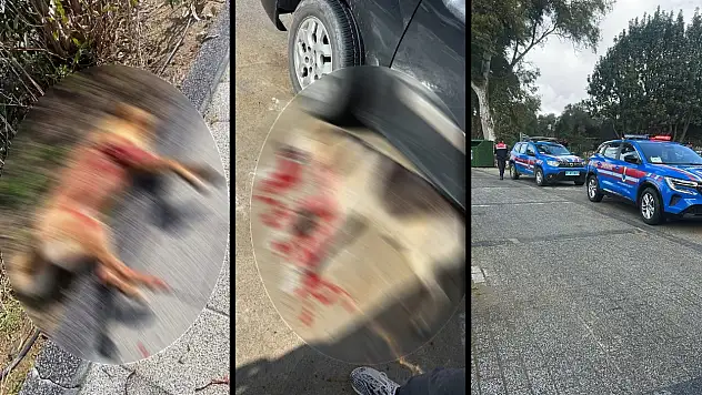 Güvercinlik'te iki köpek vurularak öldürüldü: Şüpheli gözaltında