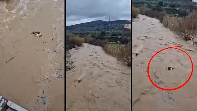 Milas'ın komşu ilçesi Yatağan'da acı manzara: İnek sel sularına kapılarak telef oldu