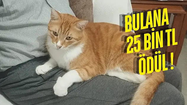 Milas'ta 25 Bin TL Ödüllü Kayıp Kedi Aranıyor