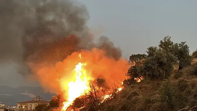 Milas'ta Araç İçerisinden Atıldığı İddia Edilen Meşale Orman Yangınına Sebep Oldu....