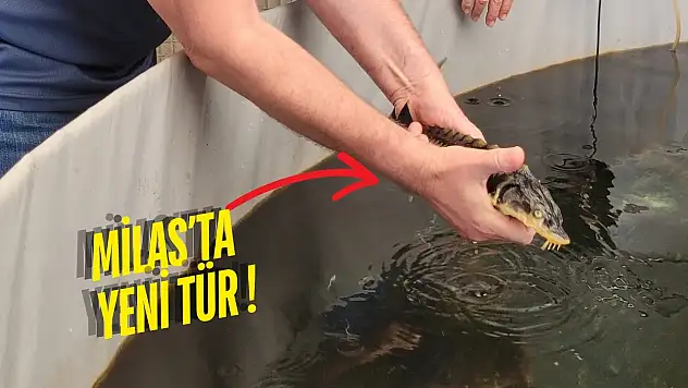 Milas'ta balıkçılıkta devrim: mersin balığı üretimi başladı