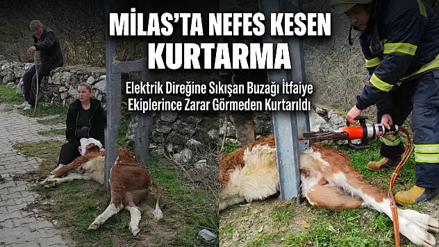 Milas'ta Elektrik Direğine Sıkışan Buzağı Kurtarıldı