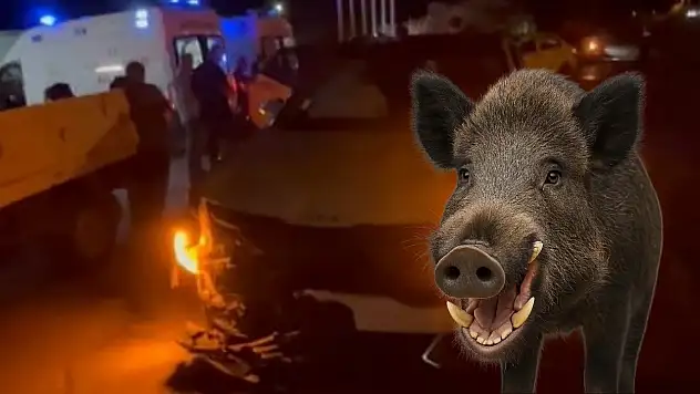 Milas'ta faciaya davetiye: domuz yola çıktı, 3 araç çarpıştı, 1 yaralı