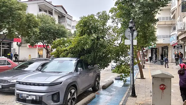 Milas'ta Fırtına Etkisini Gösterdi: Devrilen Ağaç Dalı Araca Zarar Verdi