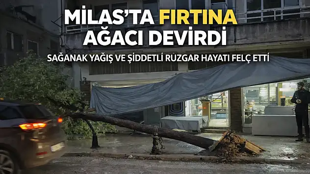 Milas'ta Şiddetli Fırtına Etkili Oldu: Cadde Üzerindeki Ağaç Kökünden Söküldü