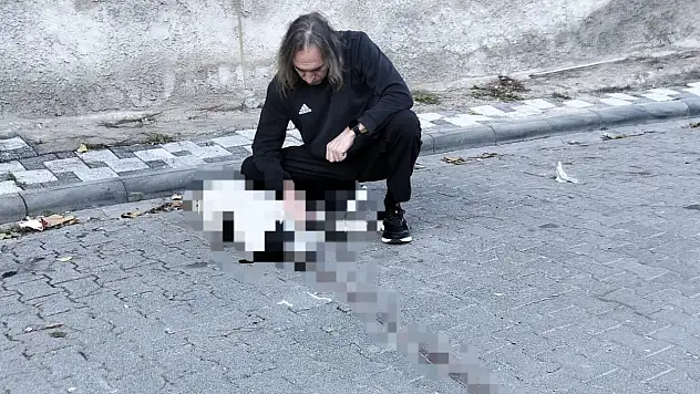 Milas'ta Vicdanları Yaralayan Olay: Köpeğe Çarpıp Arkasına Bakmadan Kaçtı!