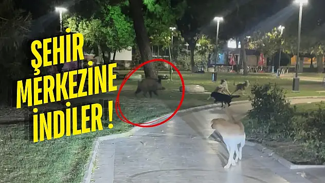 Milas'ta Yaban Domuzlarıyla Köpekler Arasında Kovalamaca