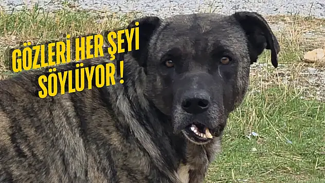 Milas'ta yüzünde deformasyon olan köpek görenleri duygulandırdı