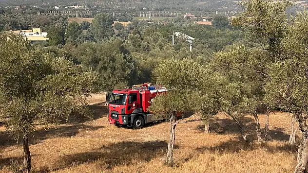 Milas'ta Zeytinlik Alanda Yangın Paniği