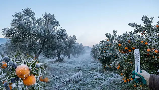 Milaslı Üreticilere Kritik Uyarı: Zirai Don Geliyor!