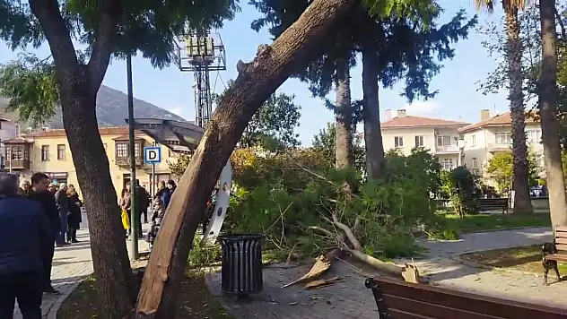 Son Dakika: Milas'ta Korku Dolu Anlar! Düşen Dallar Bebekli Anneleri Vurdu