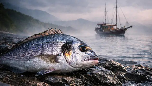 Tezgâhtan ekosisteme: Milas Güllük hattında 'Çandırlı' lezzetinin izini sürdük