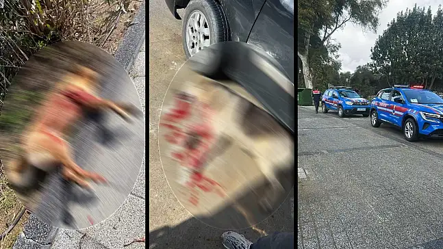 Güvercinlik'te iki köpek vurularak öldürüldü: Şüpheli gözaltında