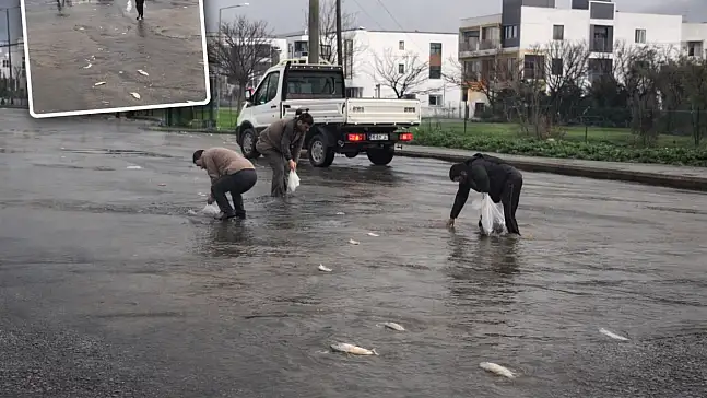 Mumcular'da yağış sonrası gölet taştı, balıklar yola çıktı