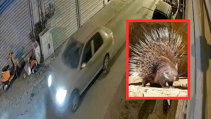 Milas’ta Oklu Kirpiyi Ezen Sürücü Gözaltına Alındı