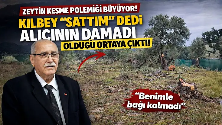 Milas’ta zeytin ağacı kesme polemiği büyüyor: Kılbey 'sattım”' dedi, alıcının damadı olduğu ortaya çıktı