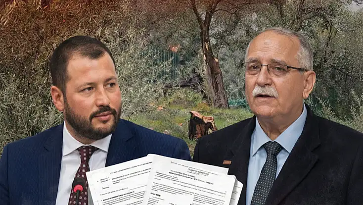 Milas’ta zeytin polemiği büyüyor: AK Parti’den 'aile boyu ruhsat' iddiası