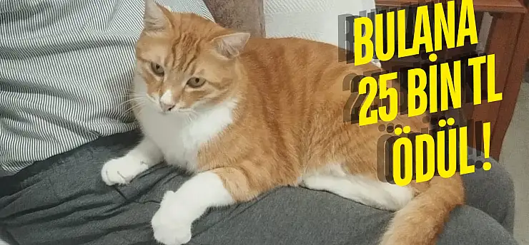 Milas'ta 25 Bin TL Ödüllü Kayıp Kedi Aranıyor
