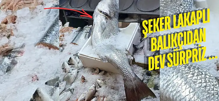 Milas'ta dev granyoz görenleri şaşırttı