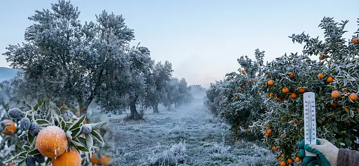 Milaslı Üreticilere Kritik Uyarı: Zirai Don Geliyor!