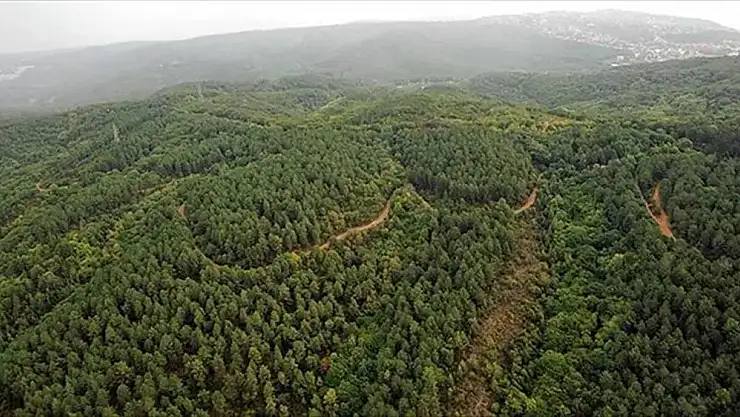 31 Ekim'e kadar ormanlara girişler yasak
