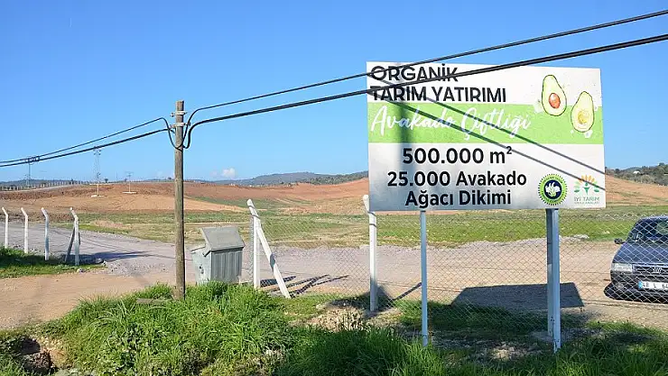 Ali Ağaoğlu, Milas’ta Avokado üretecek!