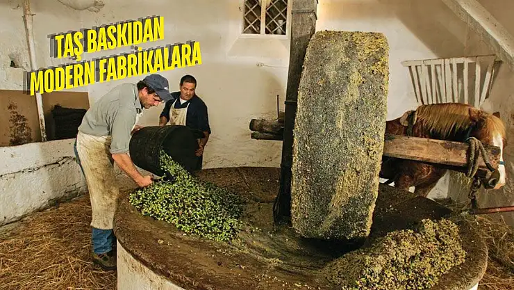 Antik çağlardan günümüze Milas'ta zeytinyağı üretimi