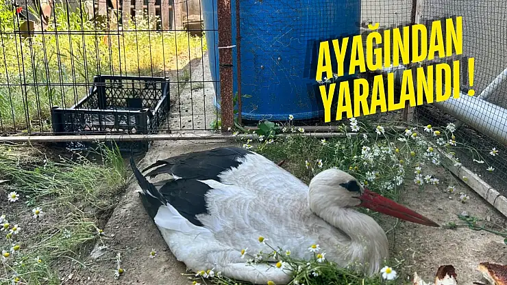 Ayağından Yaralanan Milas'ın Yaren Leyleği Kafaca Köyüne Sığındı