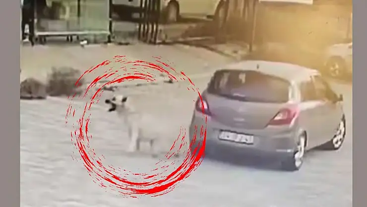 Ben de Köpek Besliyorum, Kastım Yoktu Diyen Sürücü Gözaltında
