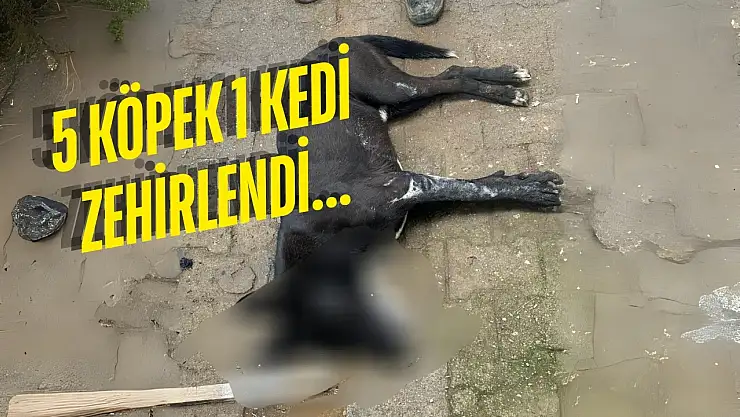 Bodrum'da Sokak Hayvanlarına Yönelik Şüpheli Zehirlenme